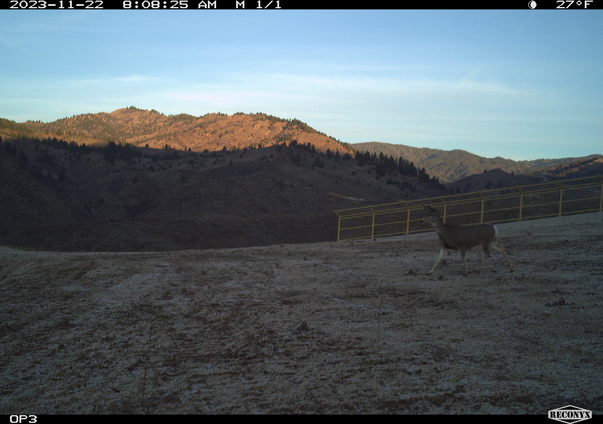 Deer crossing the Highway 21 overpass.