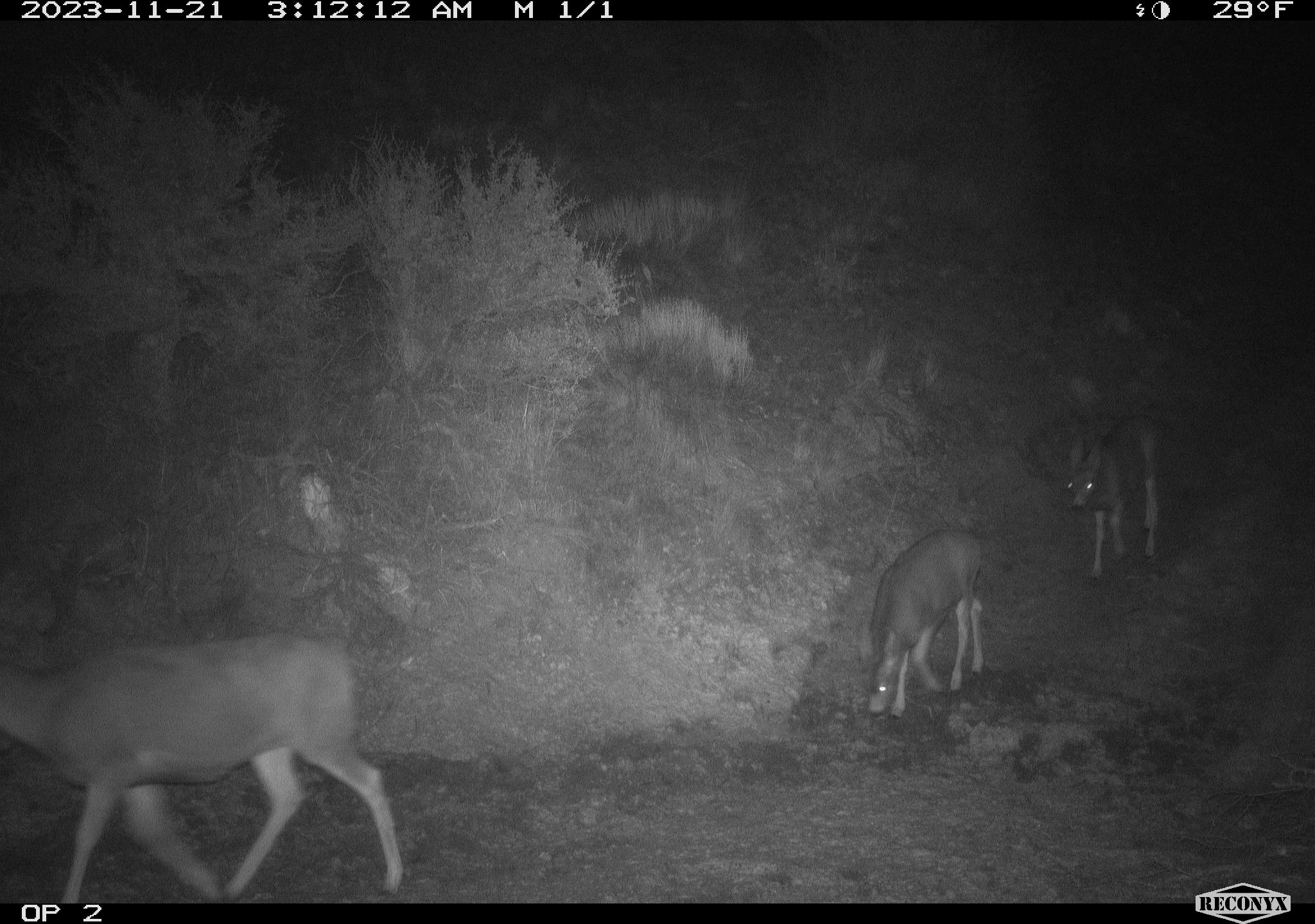 Deer crossing the Highway 21 overpass.