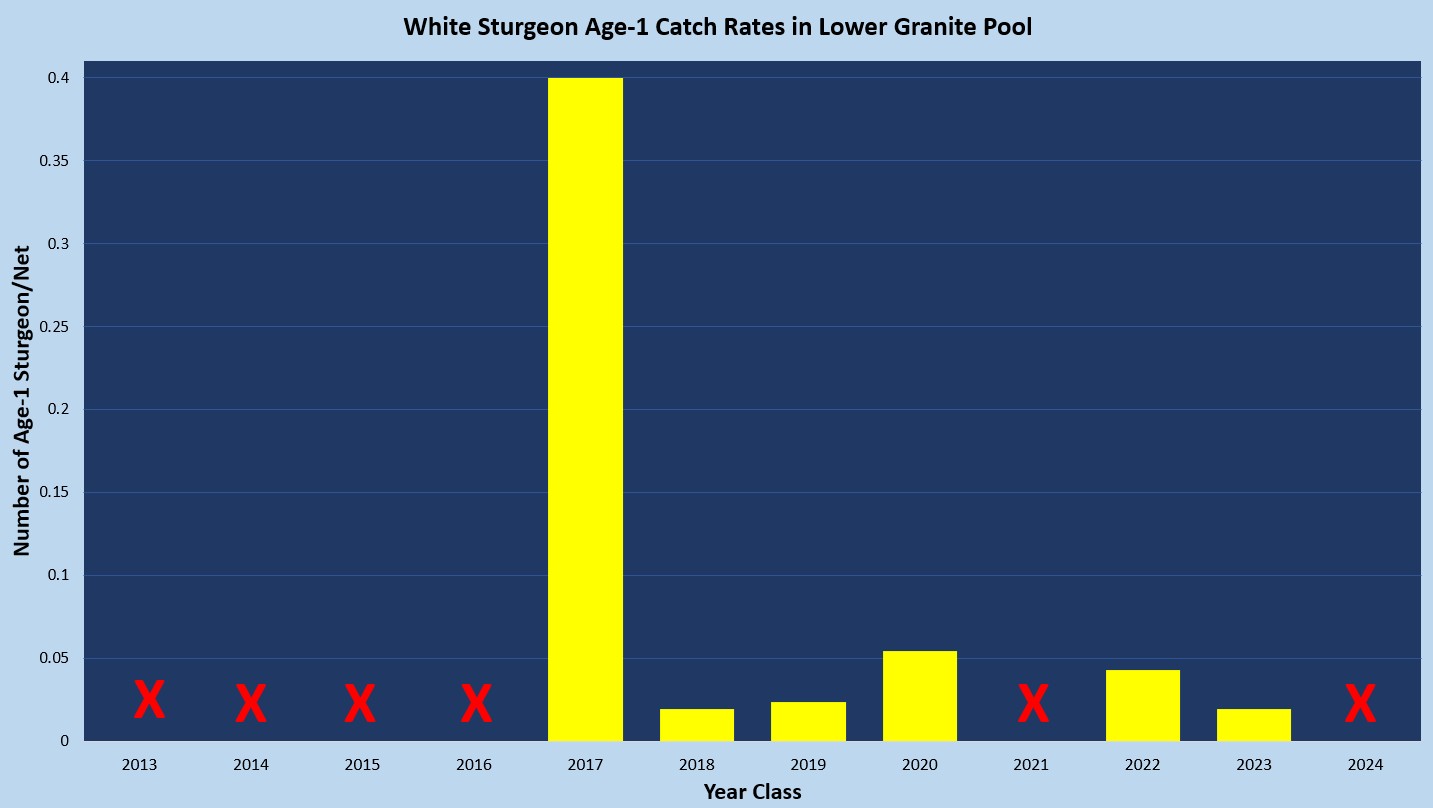 Gill net catch rates of age-1 sturgeon from  Lower Granite Reservoir