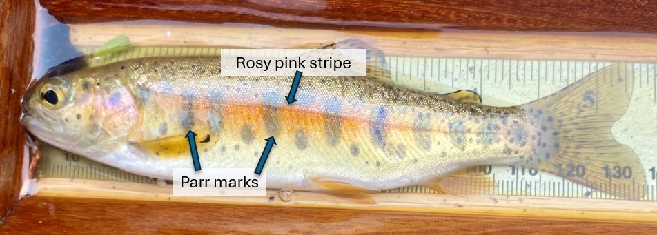 Redband Trout identification