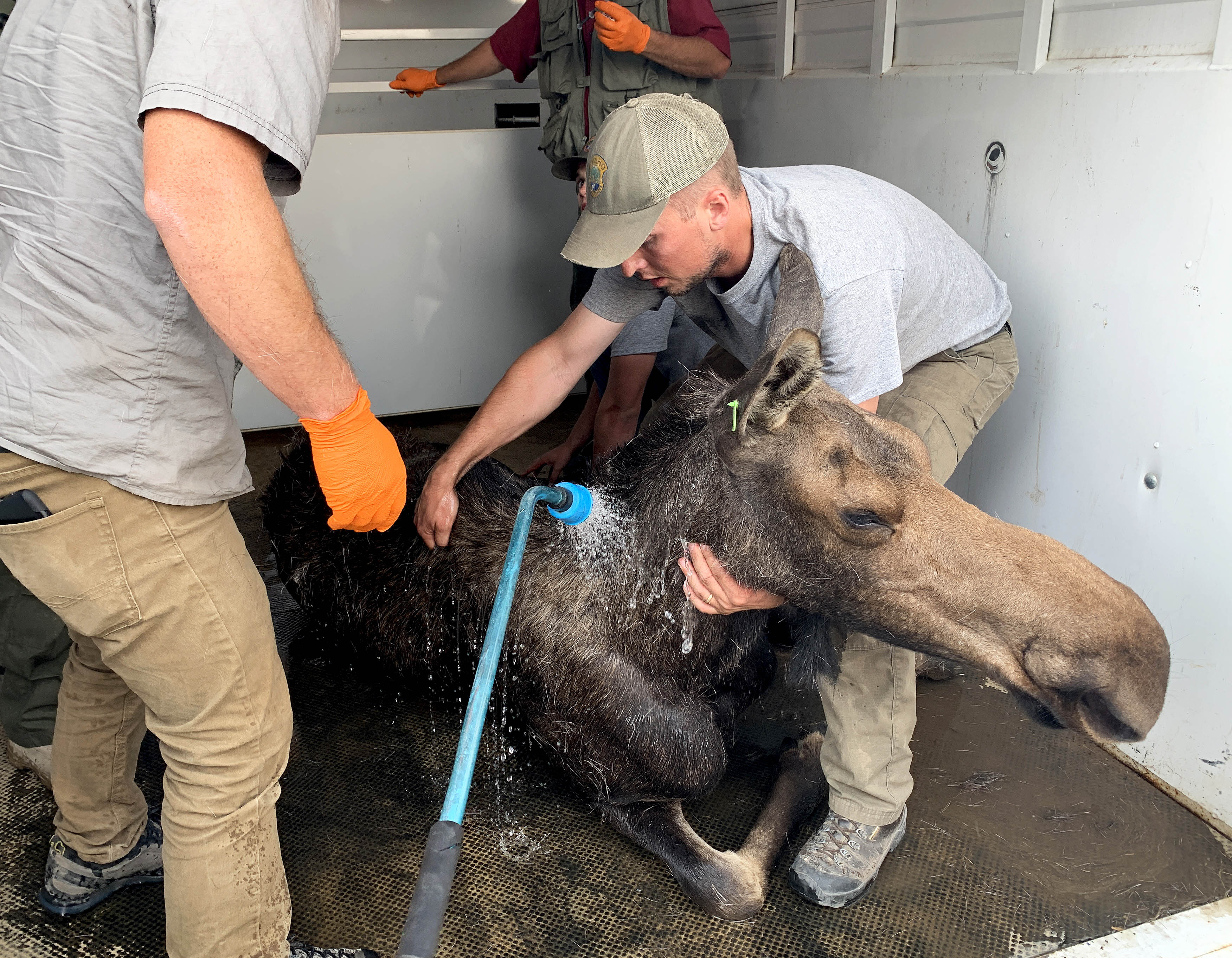 Fish and Game staff get a moose ready to be relocated out of town