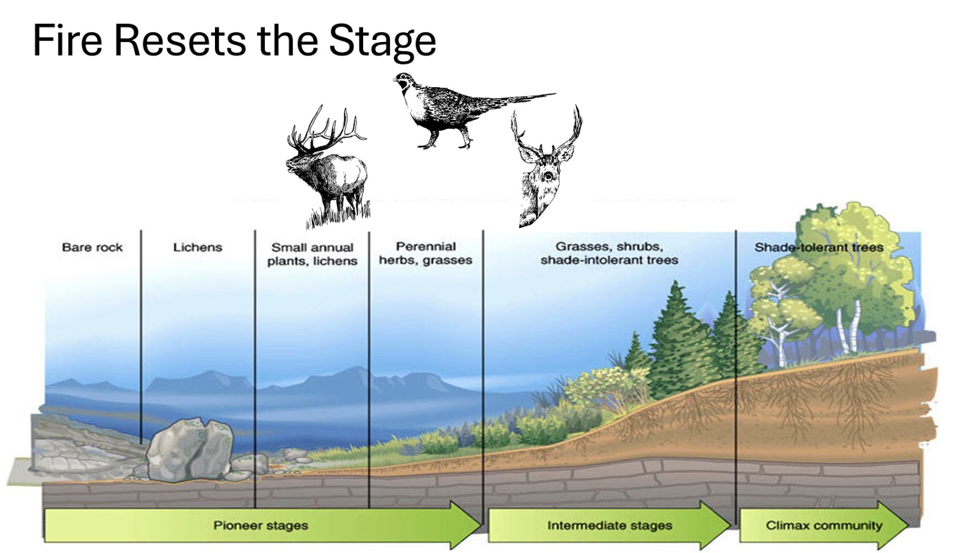 wildfire recovery graphic