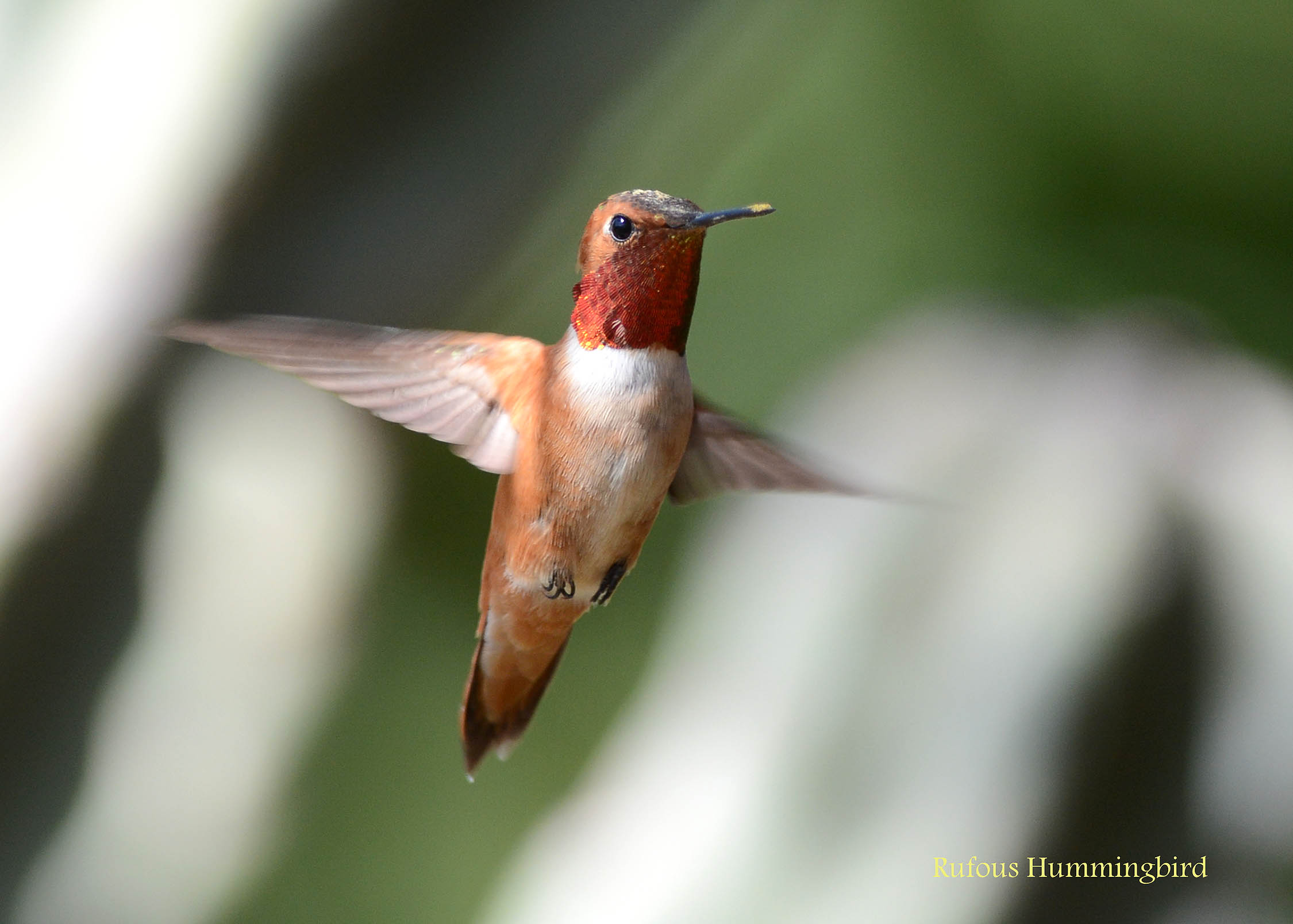 Rufous hummingbird