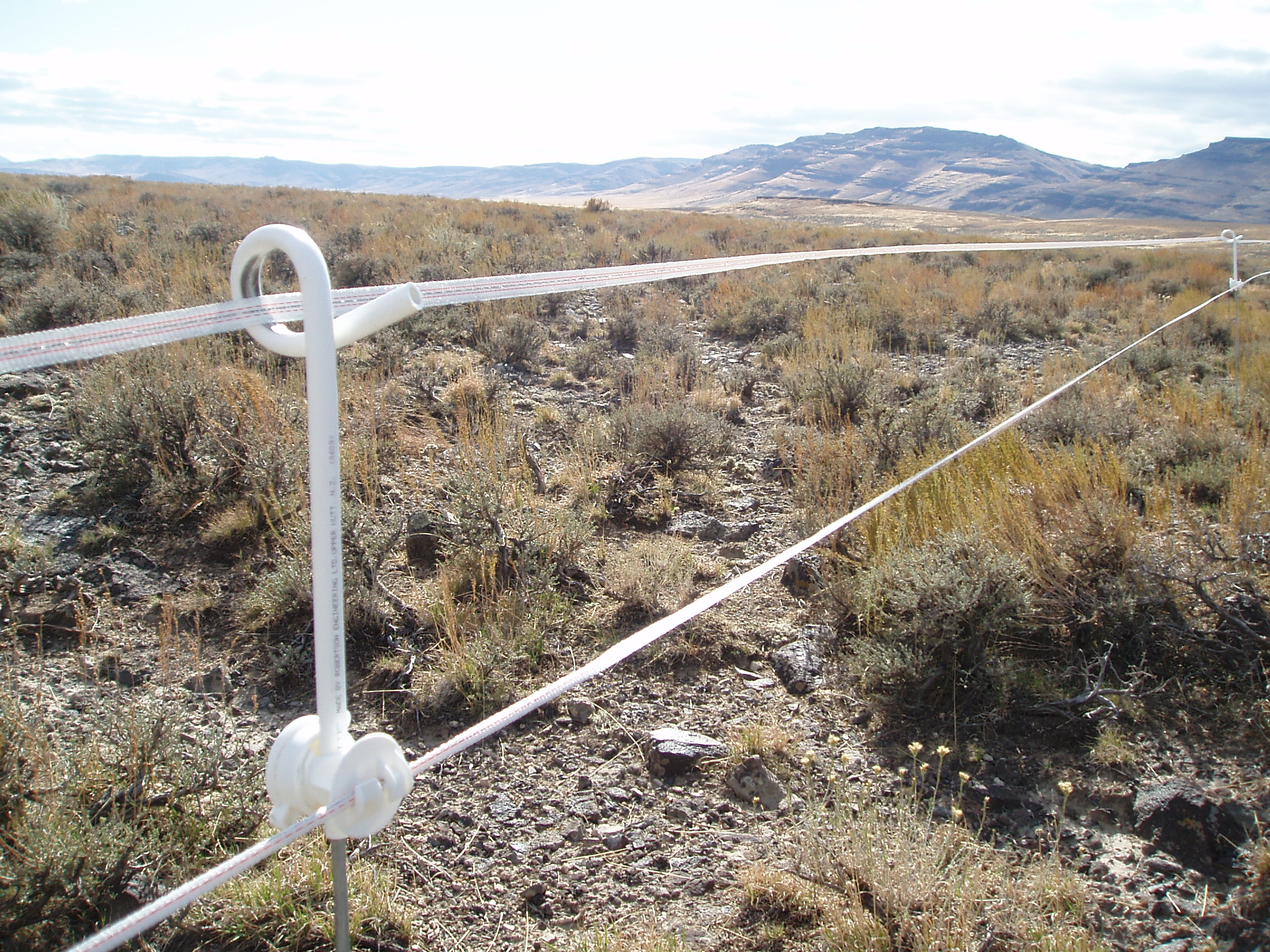 Sage-Grouse