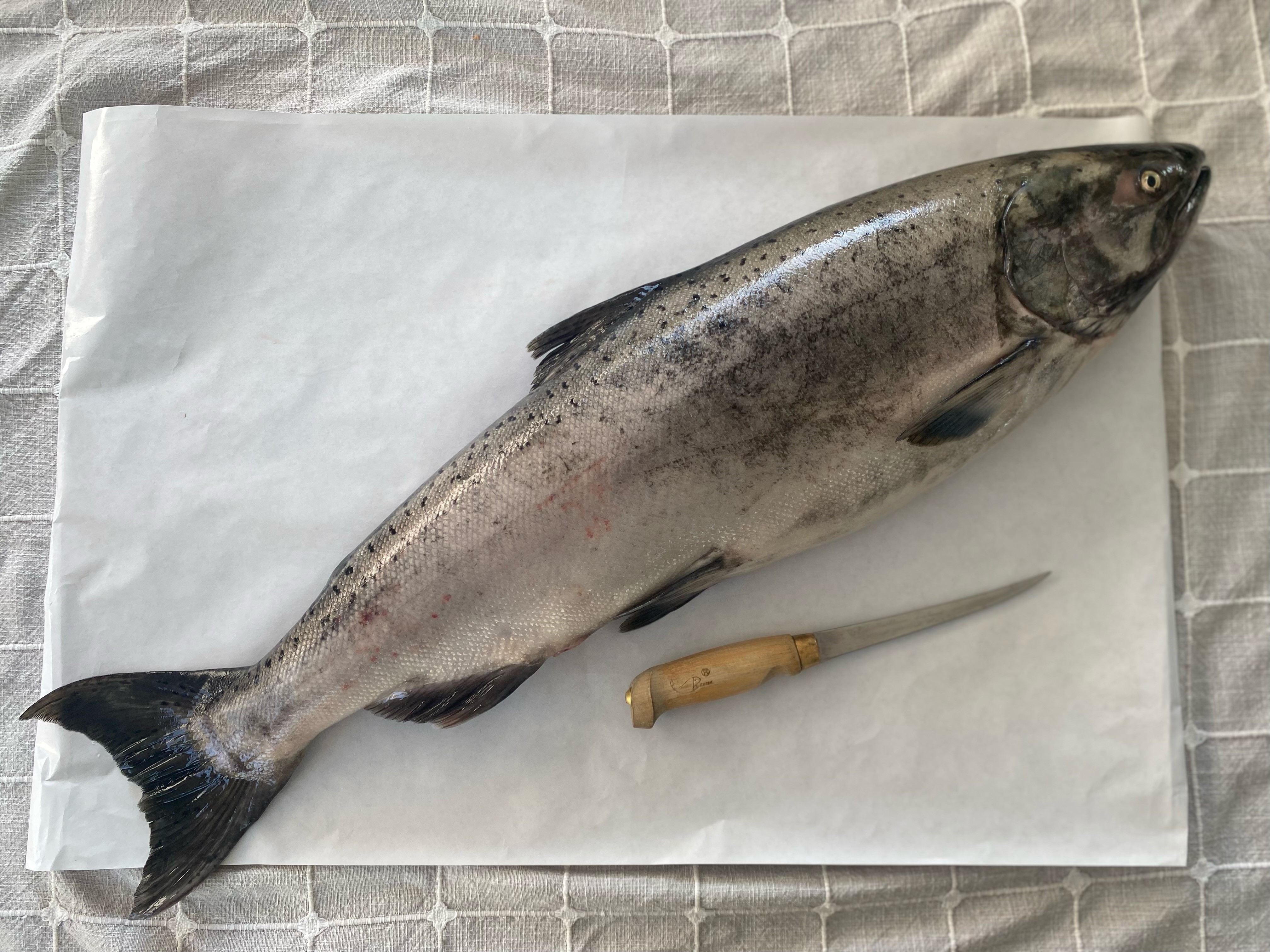 Salmon ready for processing