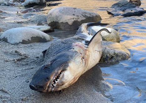 Shark found on the bank of the Salmon River