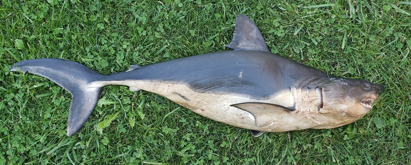 Shark found on the bank of the Salmon River