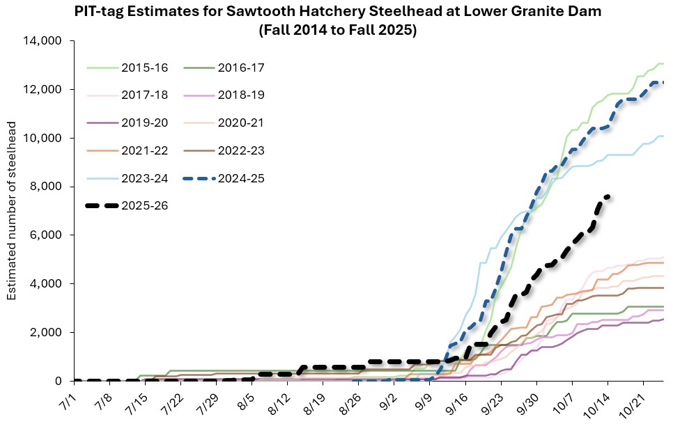 Sawtooth steelhead estimates at LGR (fall 2025)