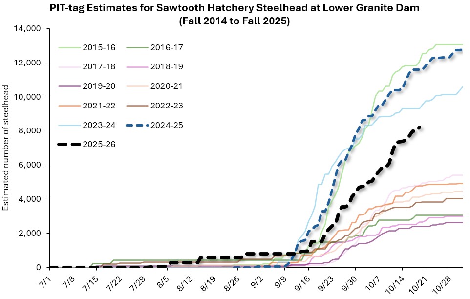 Sawtooth steelhead estimates at LGR (fall 2025) 10-21-25