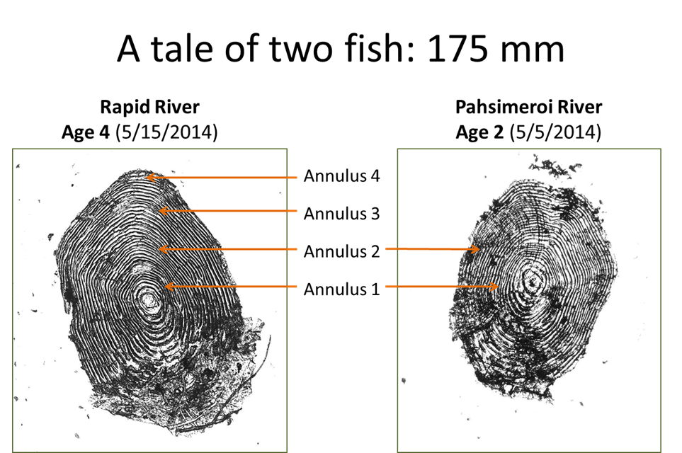 Scales from Rapid and Pahsimeroi