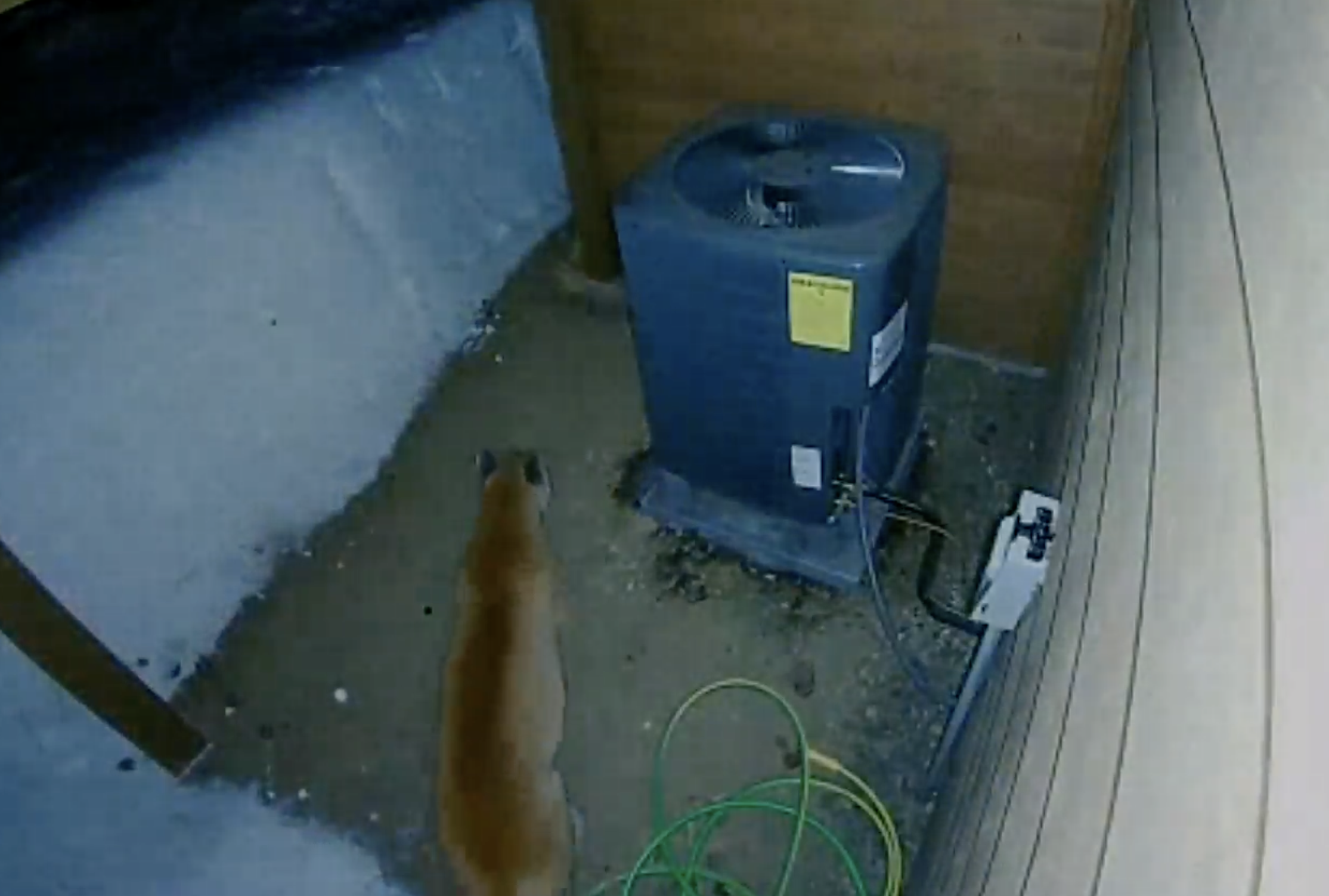 A mountain lion walks near a residence in McCall, captured by a doorbell camera.