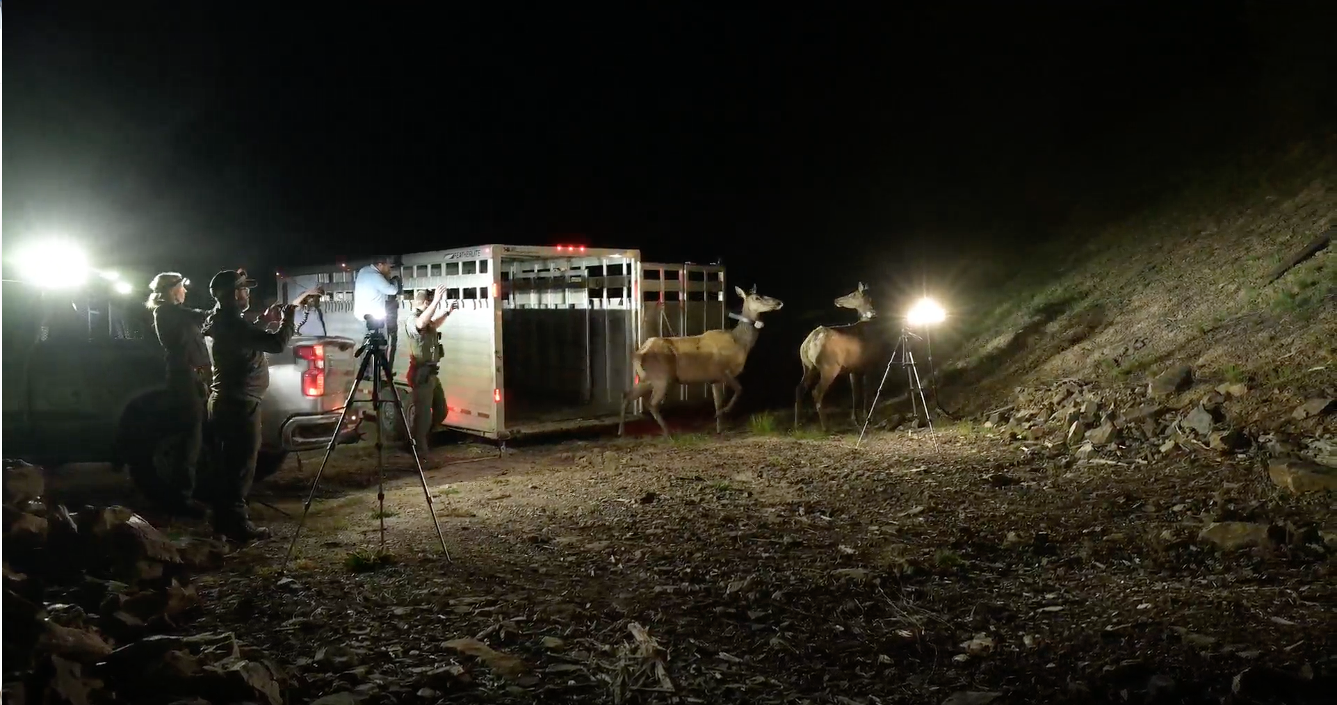 Two elk exit a trailer after a long drive from Southwest Idaho to the Panhandle, encouraged by several Fish and Game staff