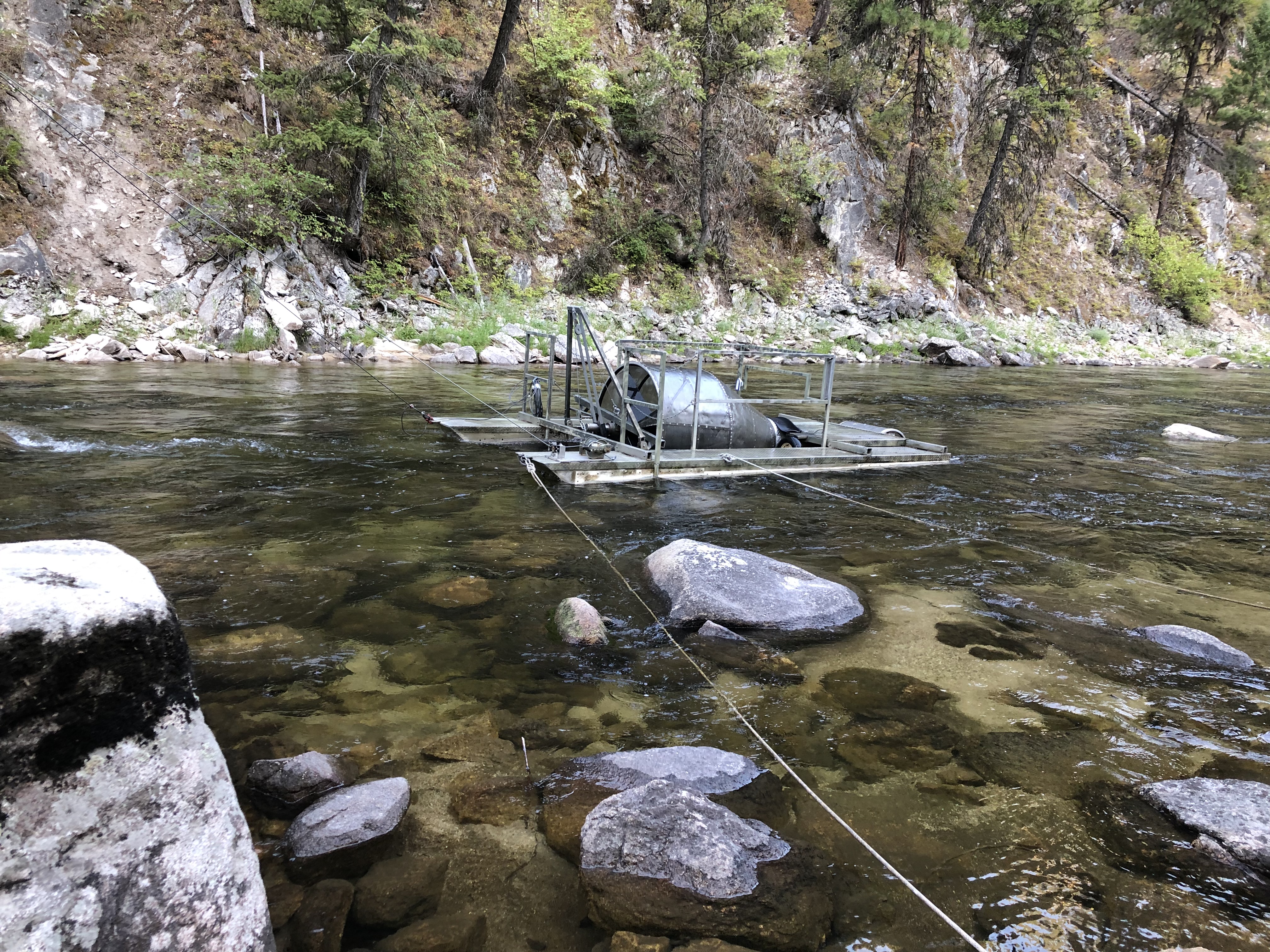A rotary screw trap on the South Fork of the Salmon River