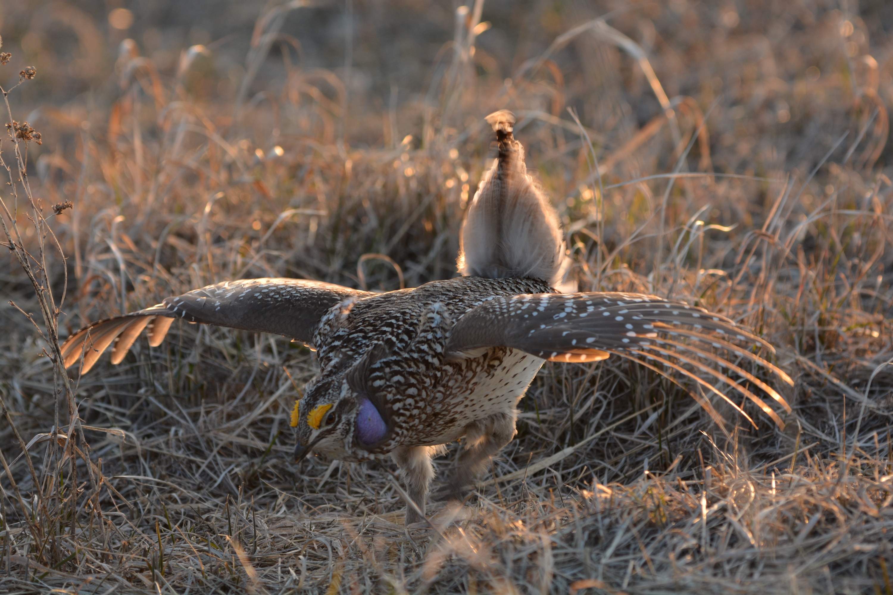 Male Columbian sharp-tailed grouse displaying 