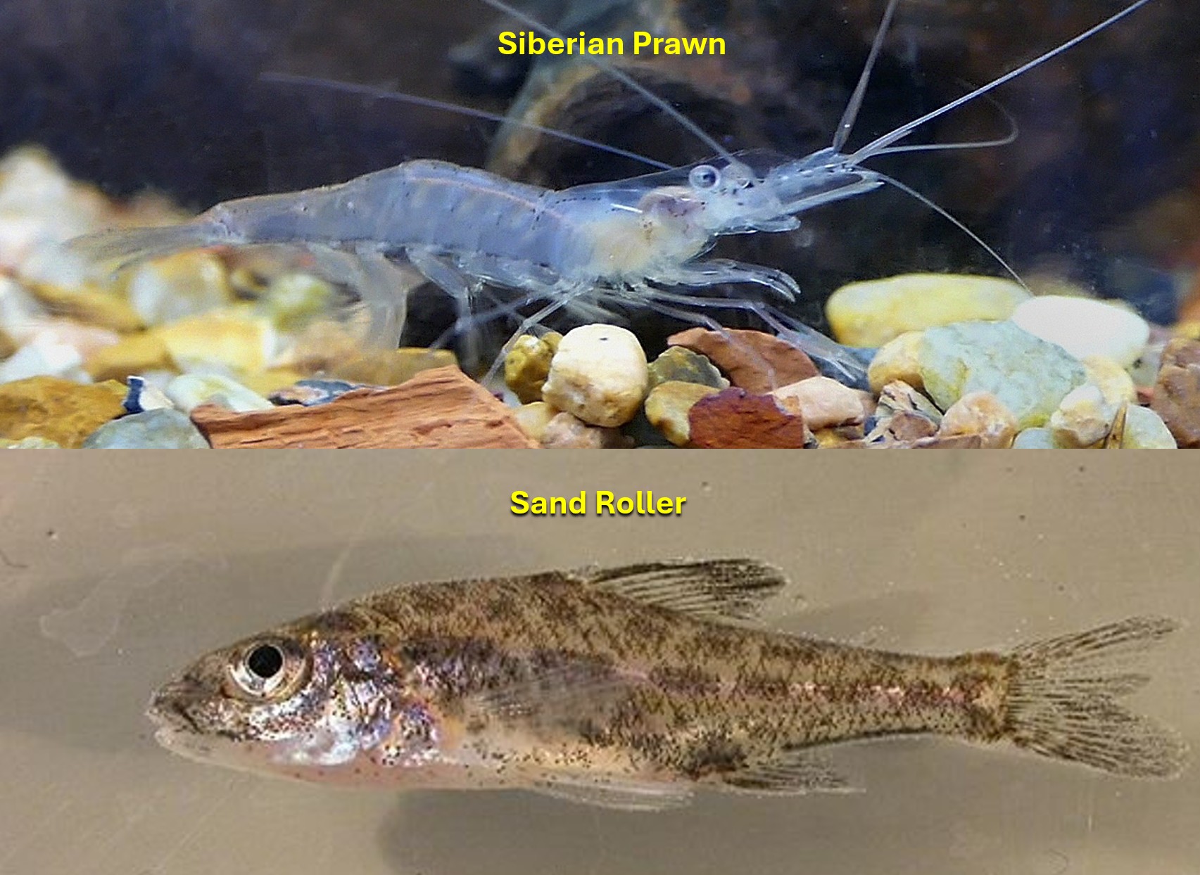 Siberian prawn and sand roller