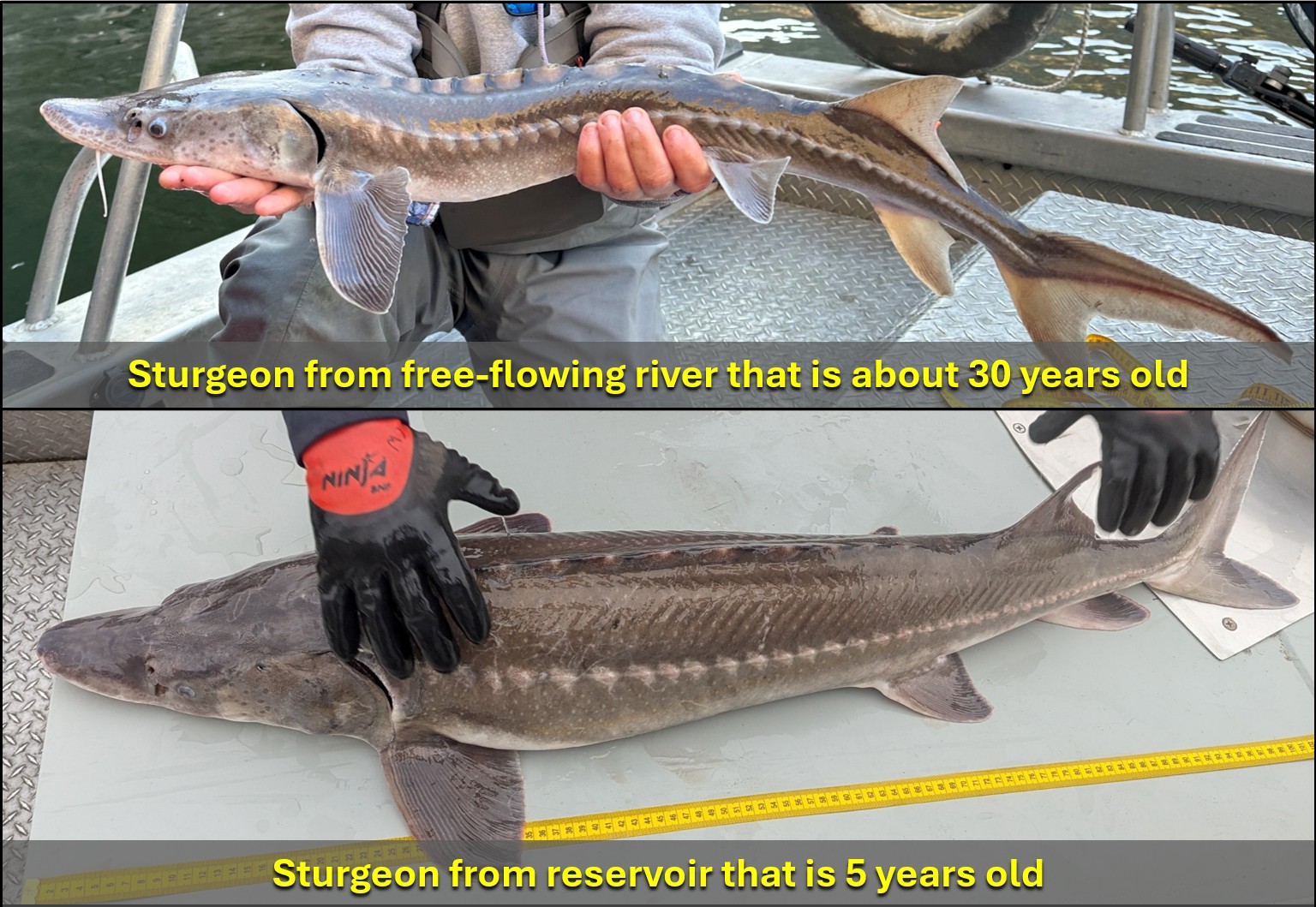 Sturgeon from the free-flowing river compared to the reservoir