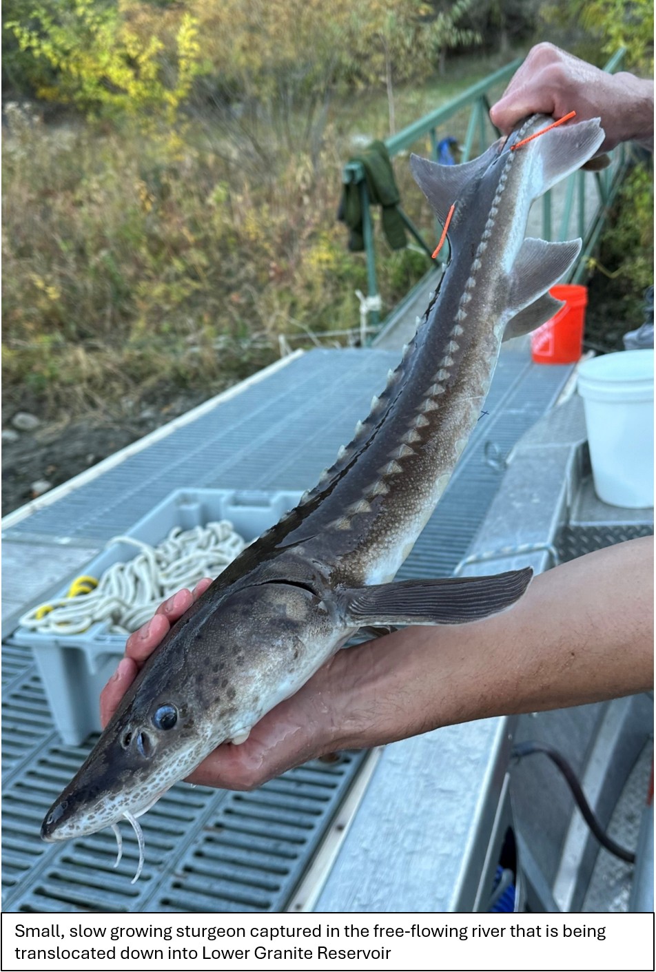 Skinny sturgeon from Hells Canyon 