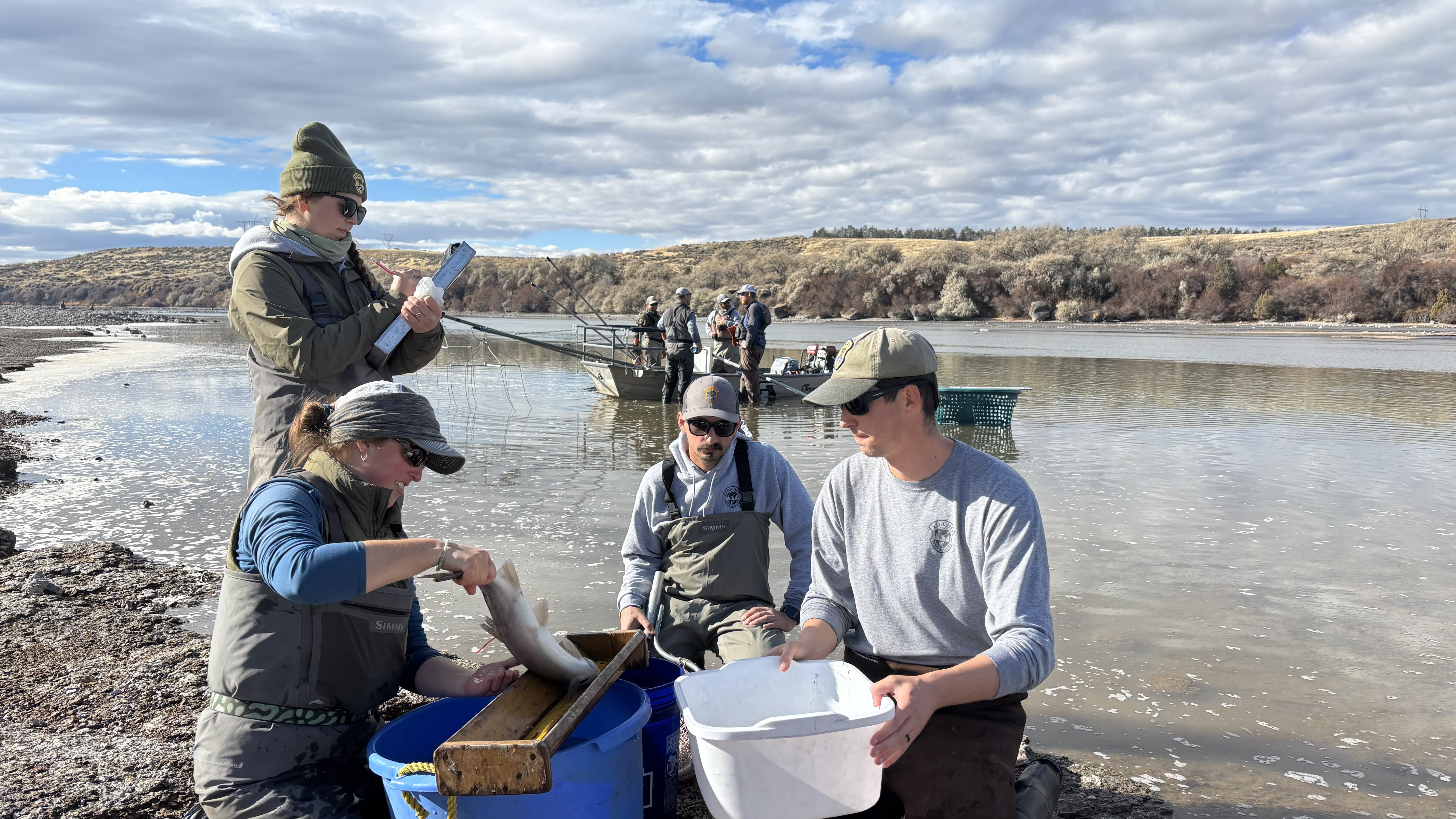 Men and women outdoors measuring fish.  Water and cloud-filled sky in background.