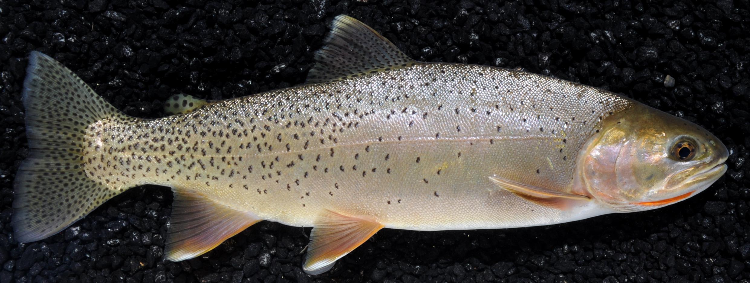 Rainbow cutthroat trout hybrid