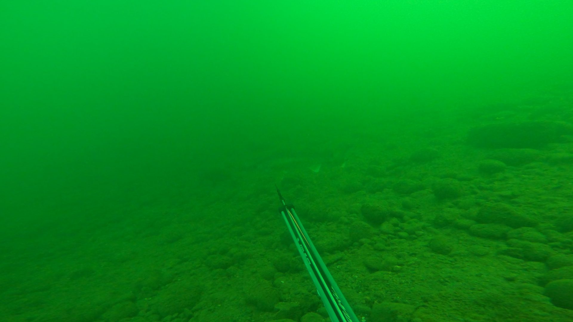 Spearfishing for walleye on Lake Pend Oreille