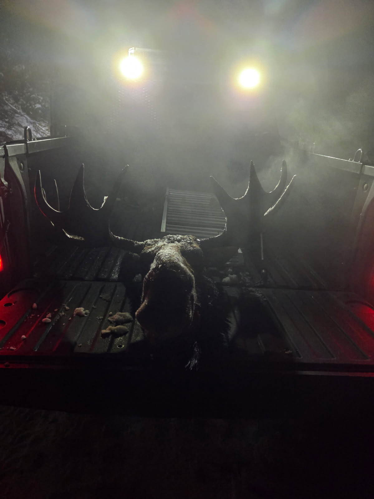 Illegally killed moose in North Idaho left to waste