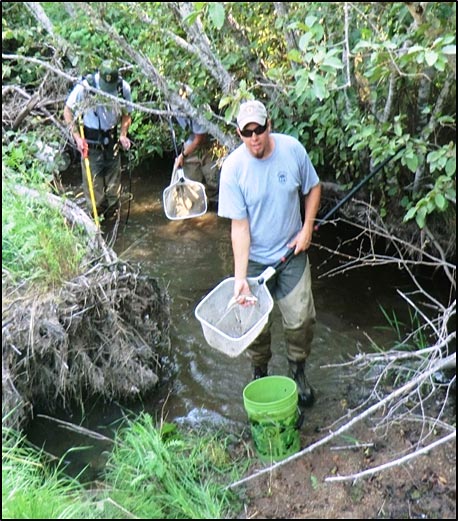 Steelhead in SVR creek after water augmentation