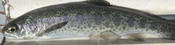 Steelhead smolt