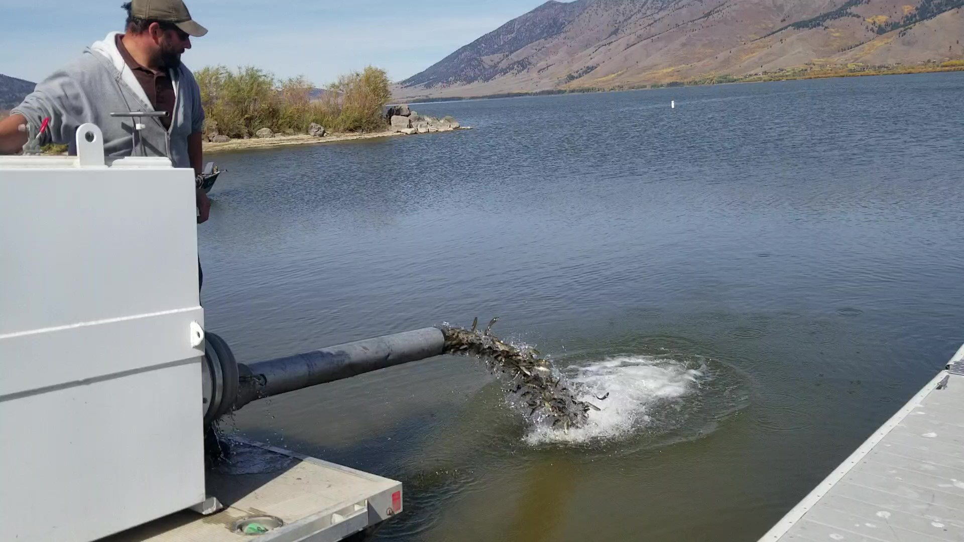 A hatchery staff member stocks fingerling trout at Henrys Lake