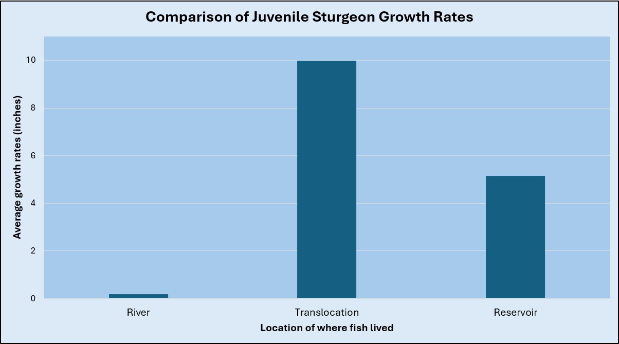 Growth rates of translocated sturgeon 