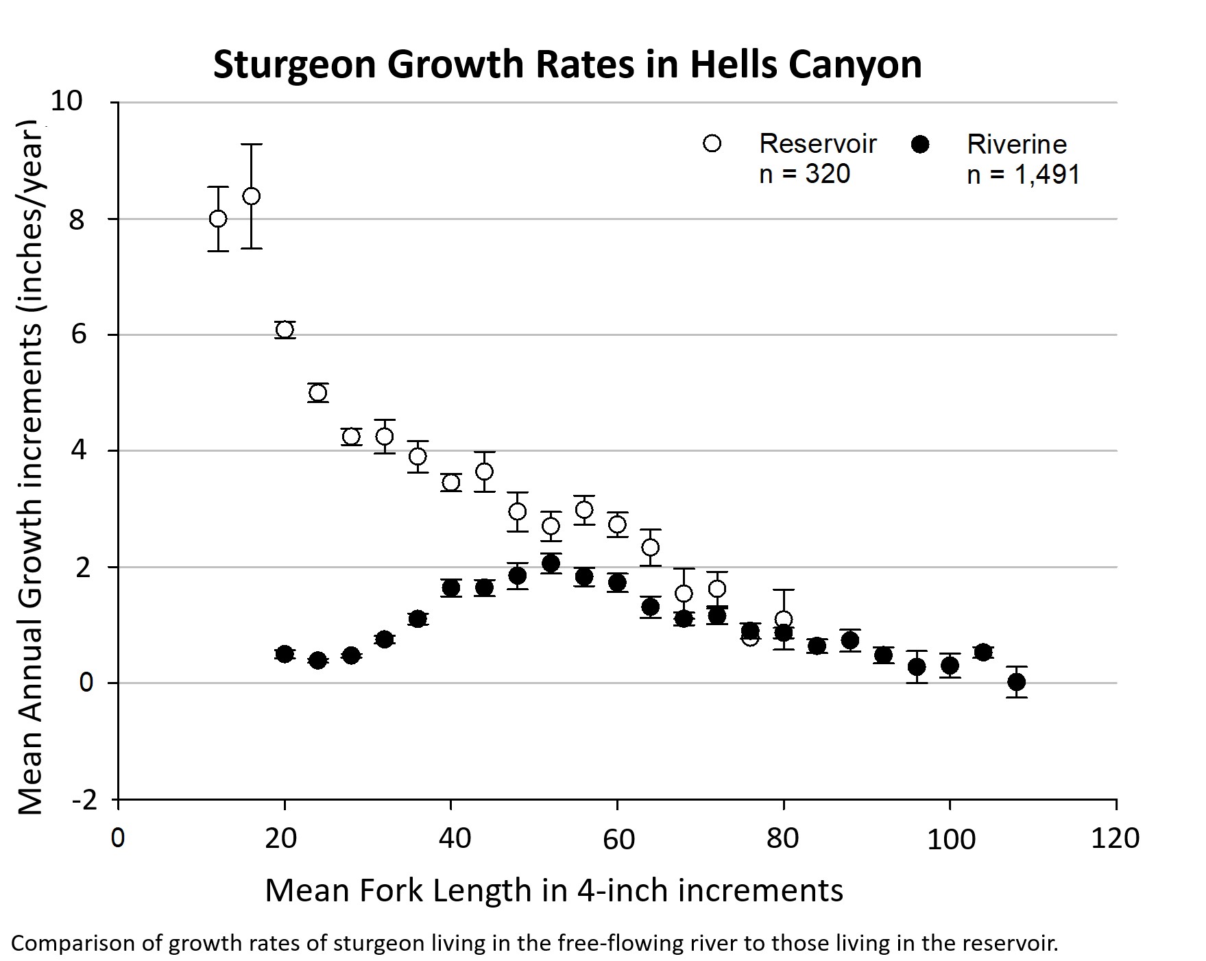 Incremental growth rates of sturgeon sampled from the river and reservoir