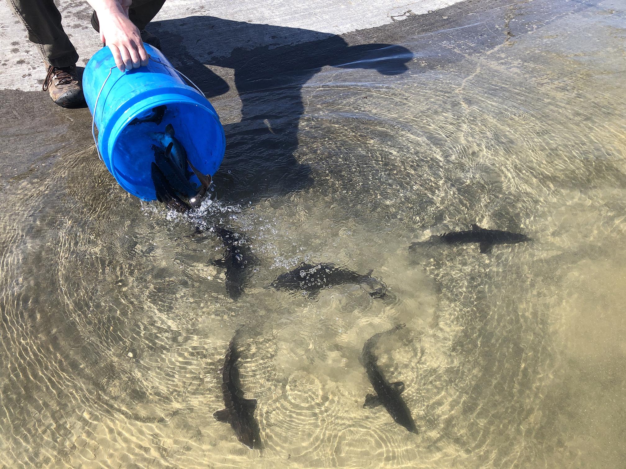 F&G and partners stock 1,800 young white sturgeon in the Snake River
