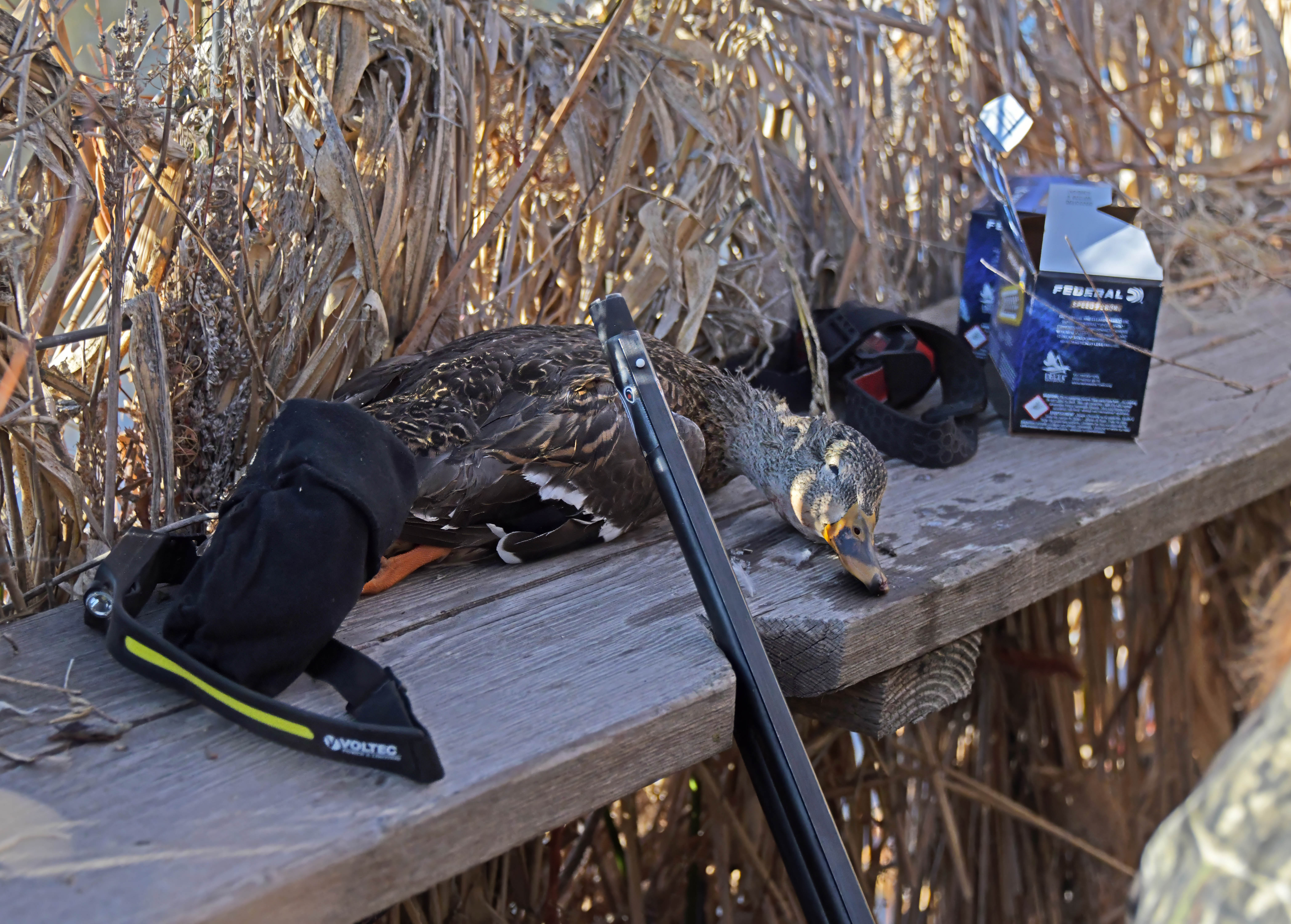 Inside the marsh blind at the mentored youth duck hunt at the Hagerman WMA