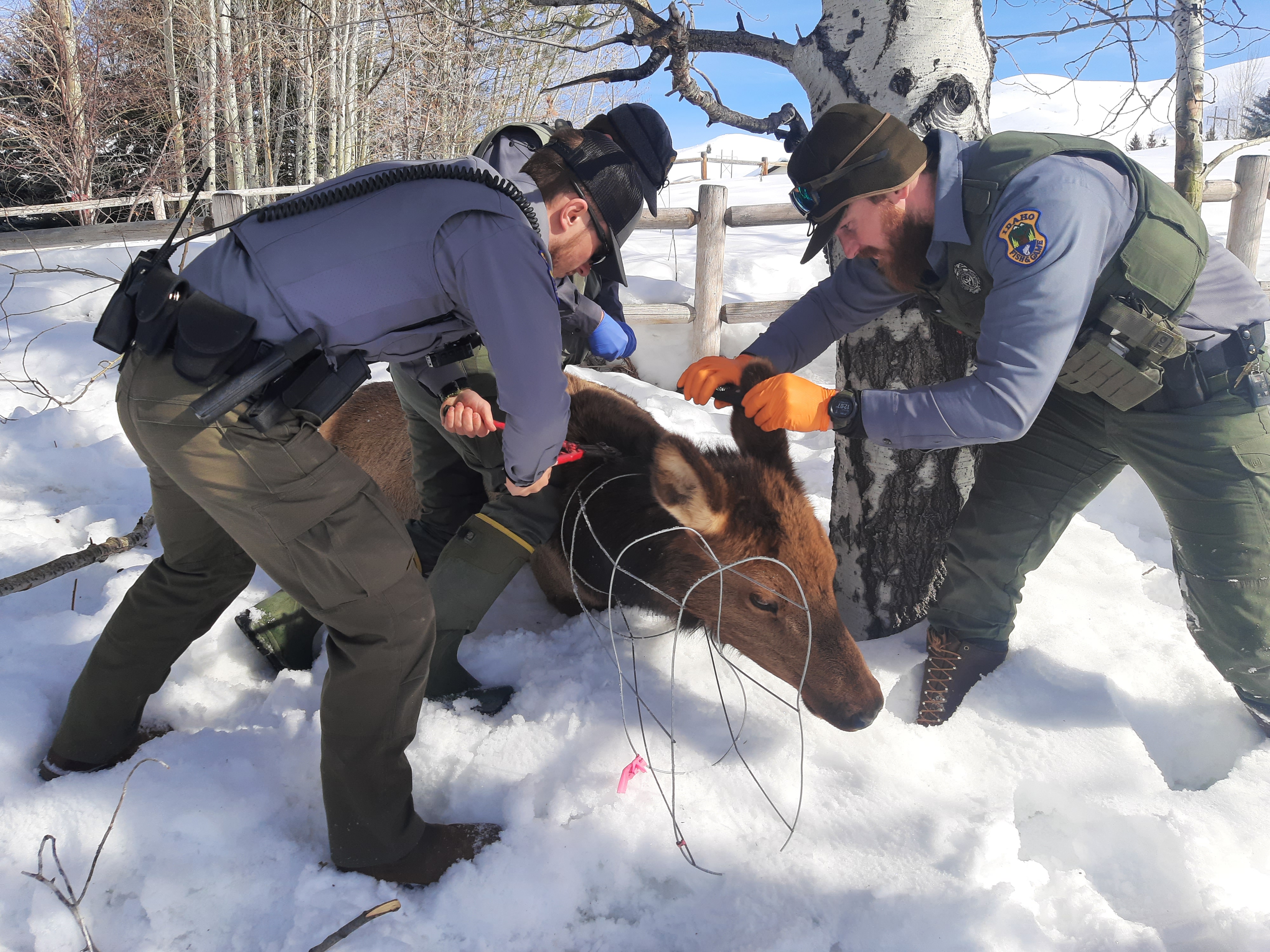 A wire tomato cage is removed from an anesthetized elk in Blaine County.