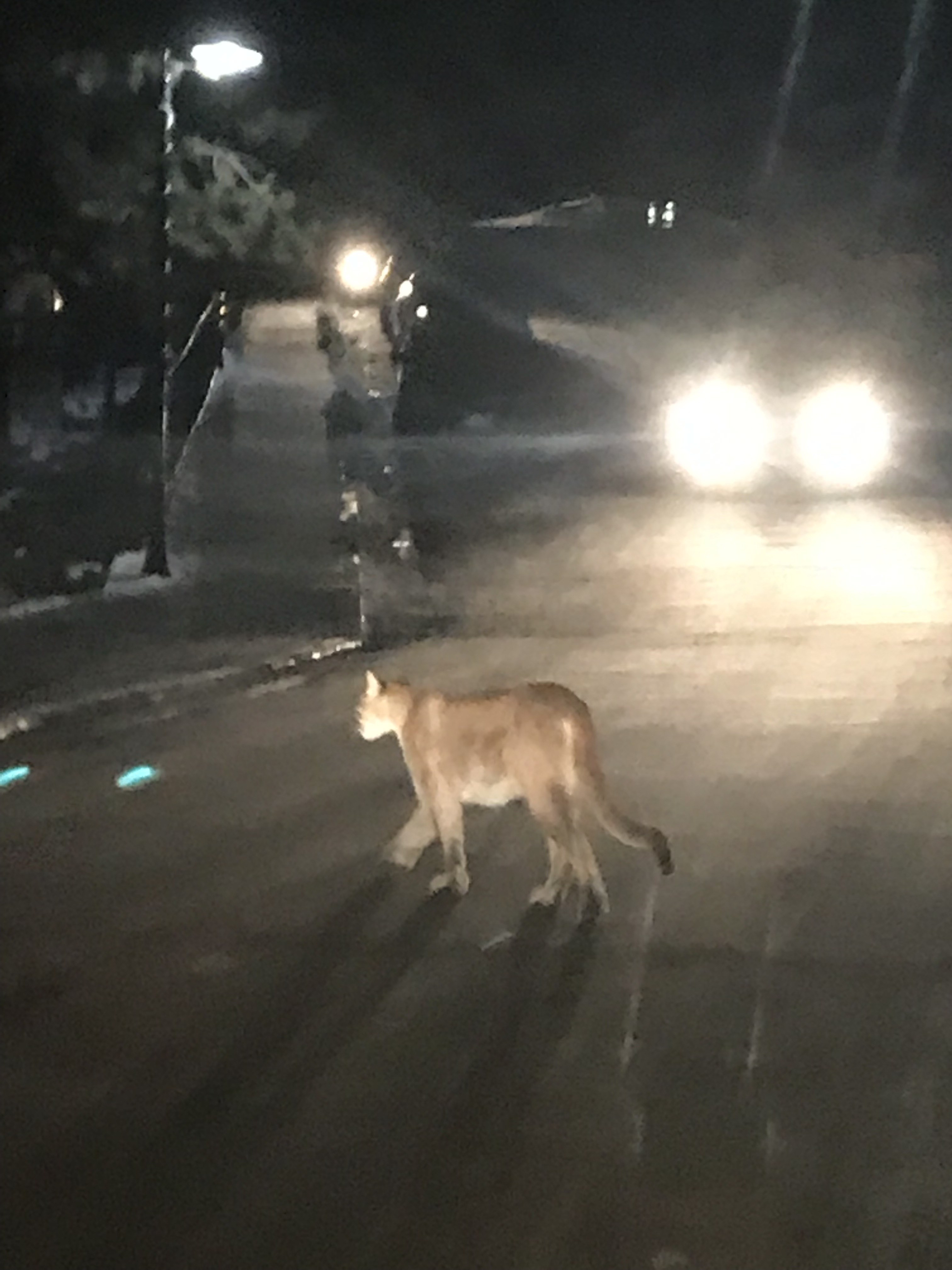 Fish and Game Dispatches Mountain Lion in Lava Hot Springs | Idaho Fish ...
