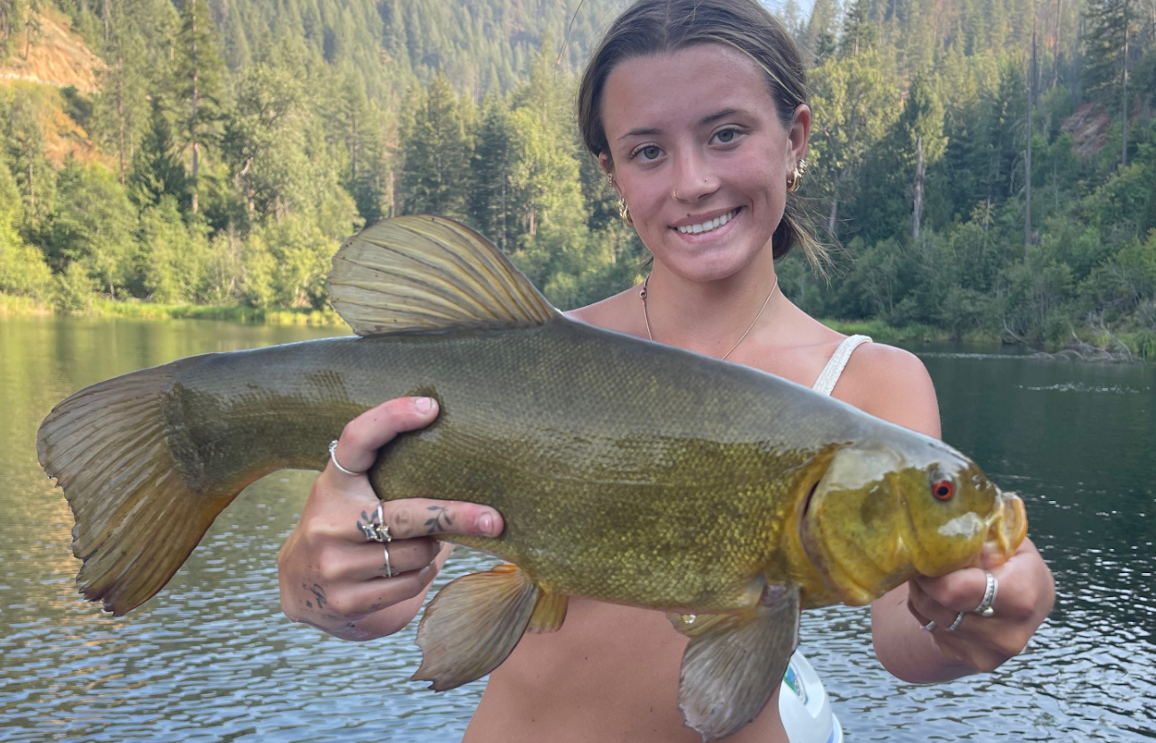 Tench - record catch