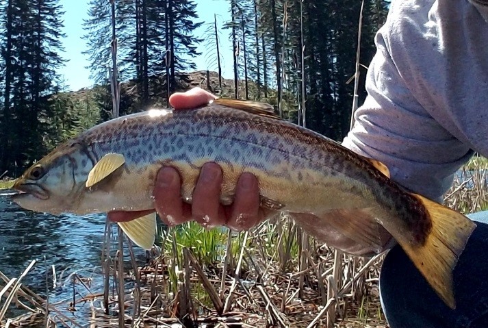 tiger_trout_picture_1