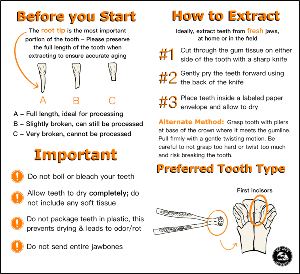 How-to graphic for collecting white-tailed deer teeth
