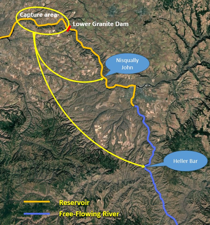 Map of translocated sturgeon