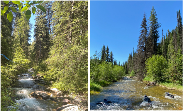 Higher elevation tributary (left) and lower elevation stream (right).