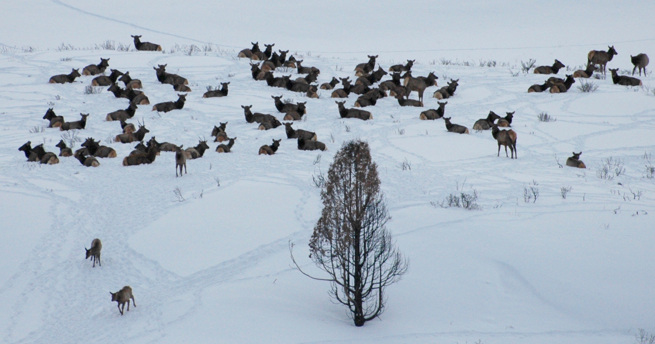 Herd of elk raising concern near Rexburg/Sugar City