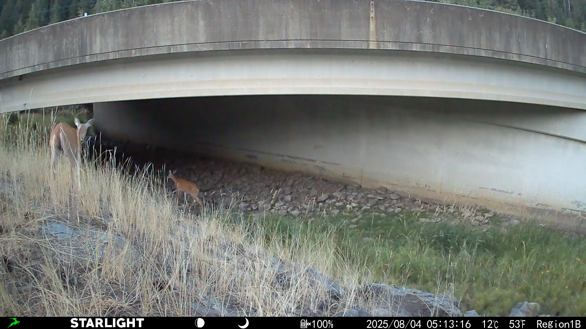 White-tailed deer using the Osburn wildlife underpass
