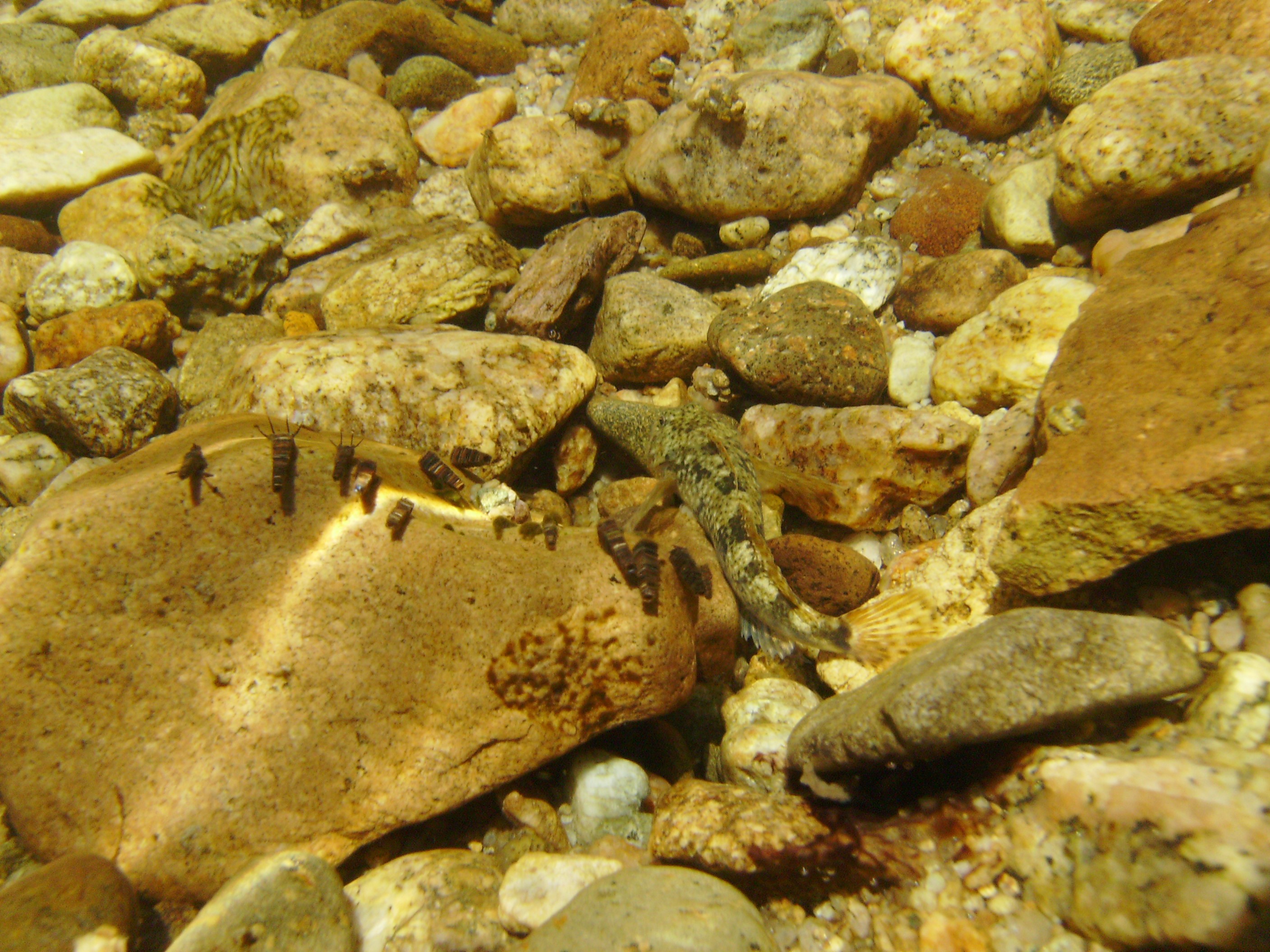 Sculpin underwater camouflage