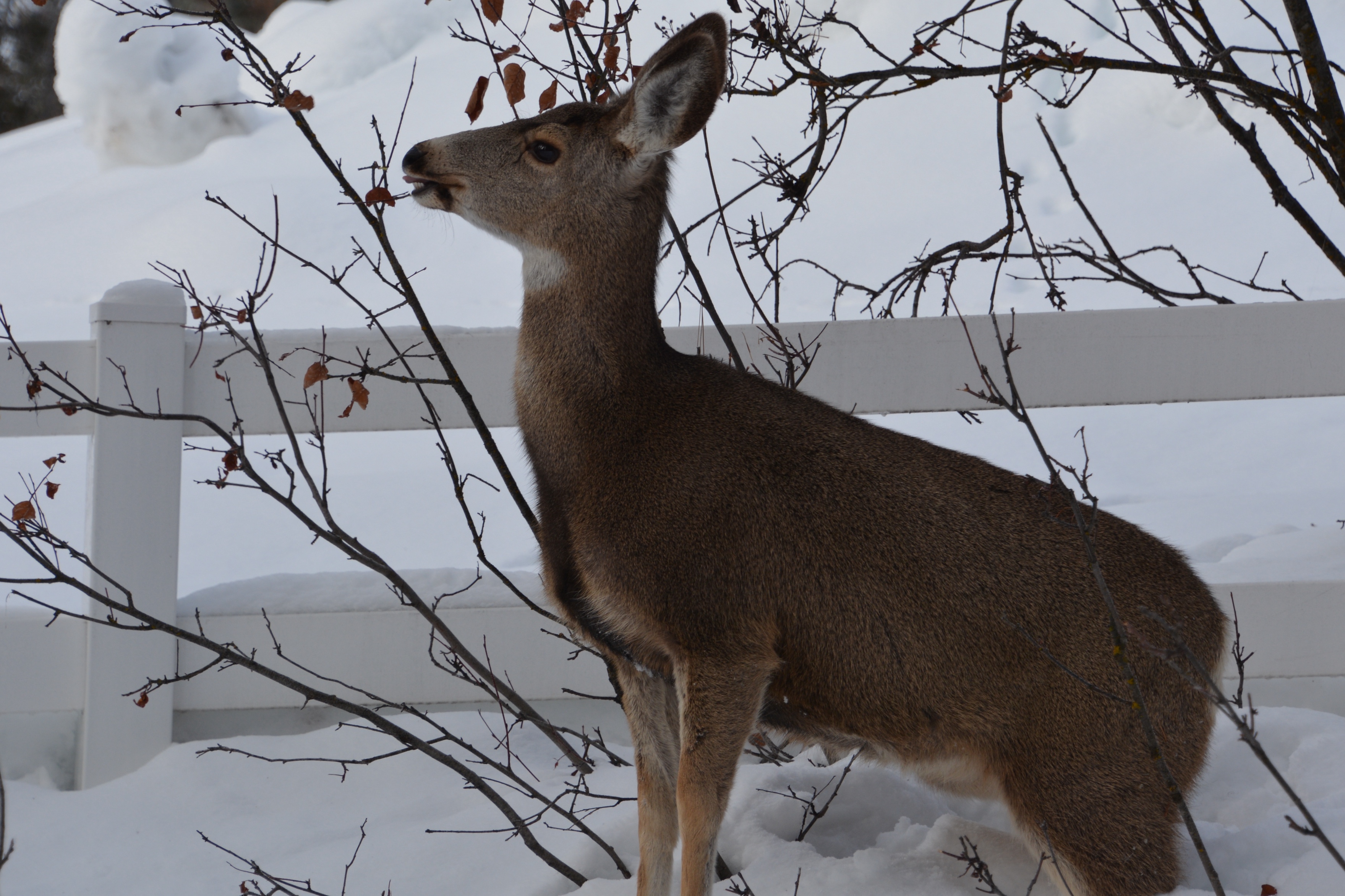 A deer browses for food in the City of Cascade in the winter. 