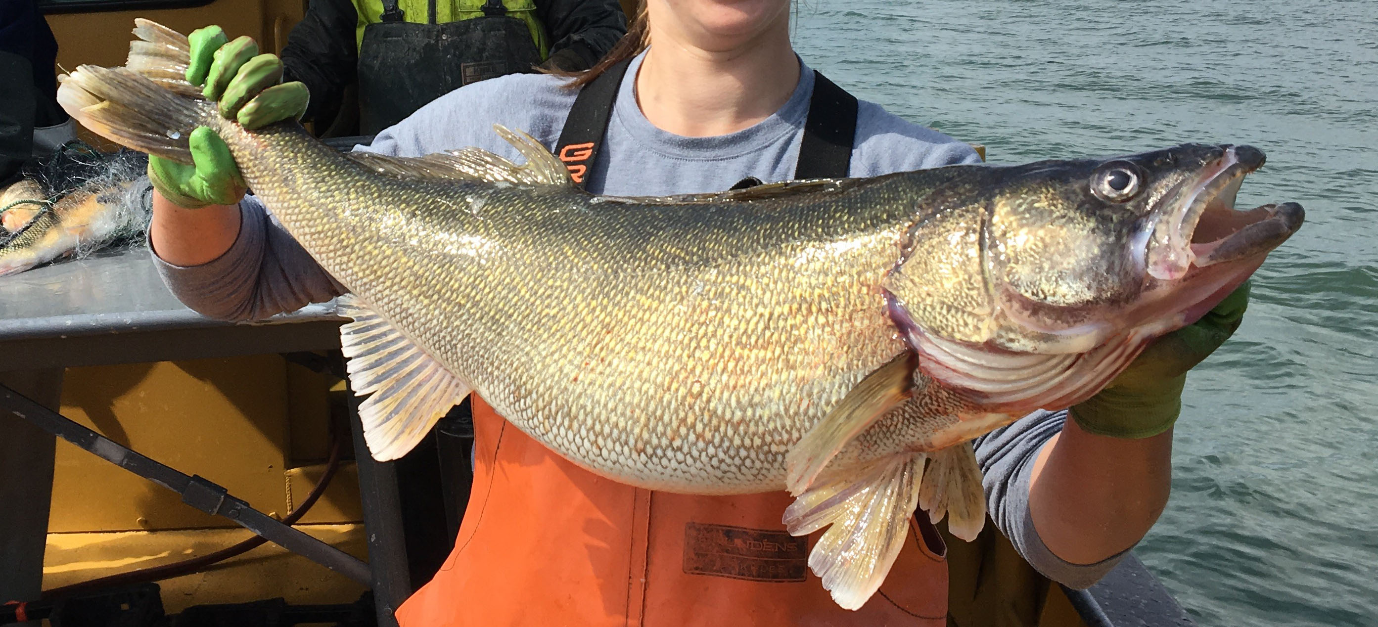 Lake Pend Orielle sets new Idaho record with 31-inch bull trout