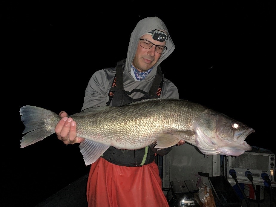 Biologist holding up a large walleye from Ririe reservoir