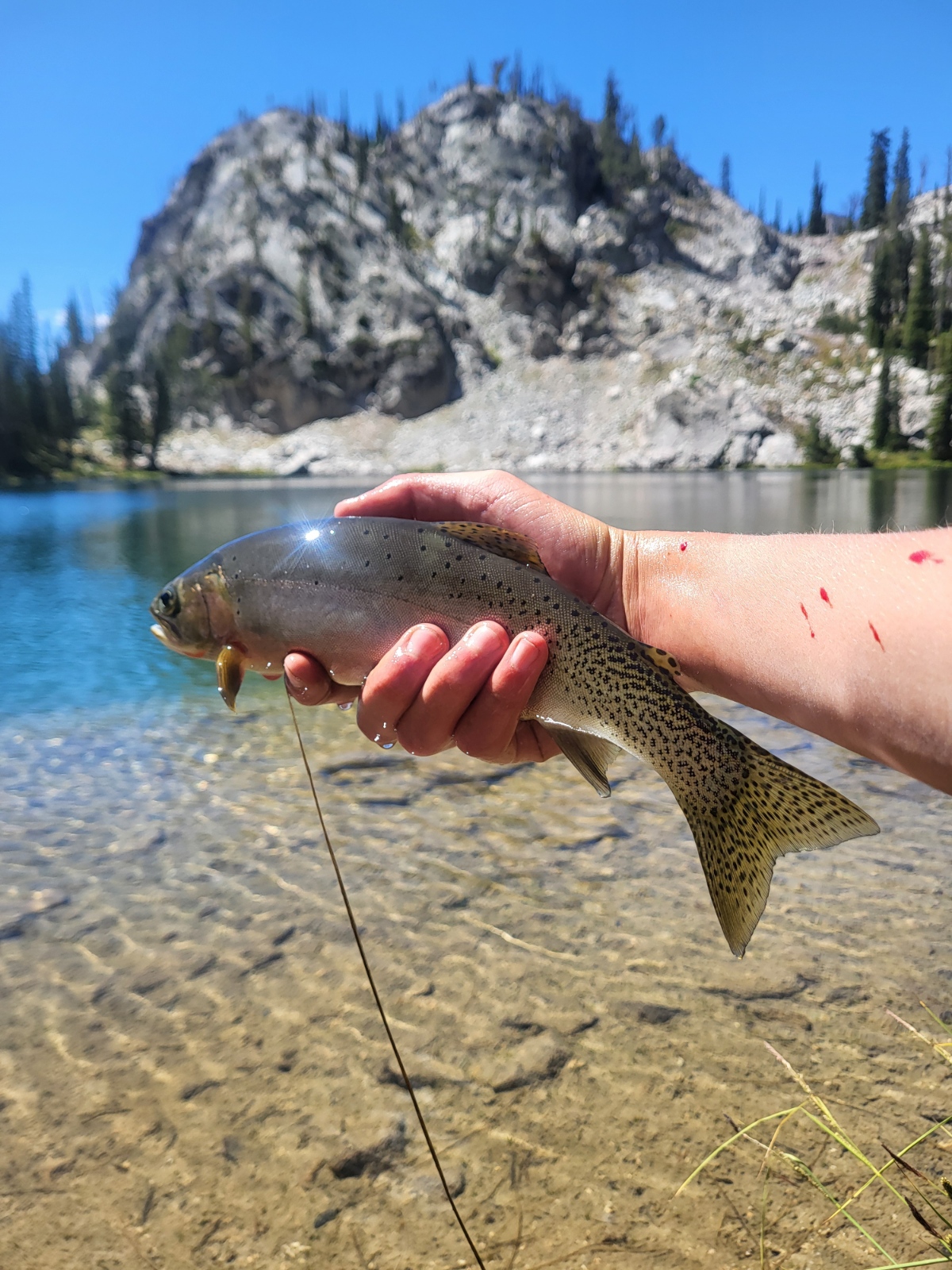 daniel whitesitt westslope cutthroat trout 2024