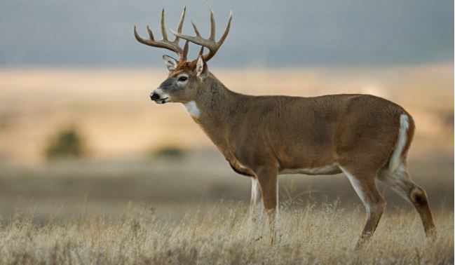 Make sure you know the difference between white-tailed deer and mule ...