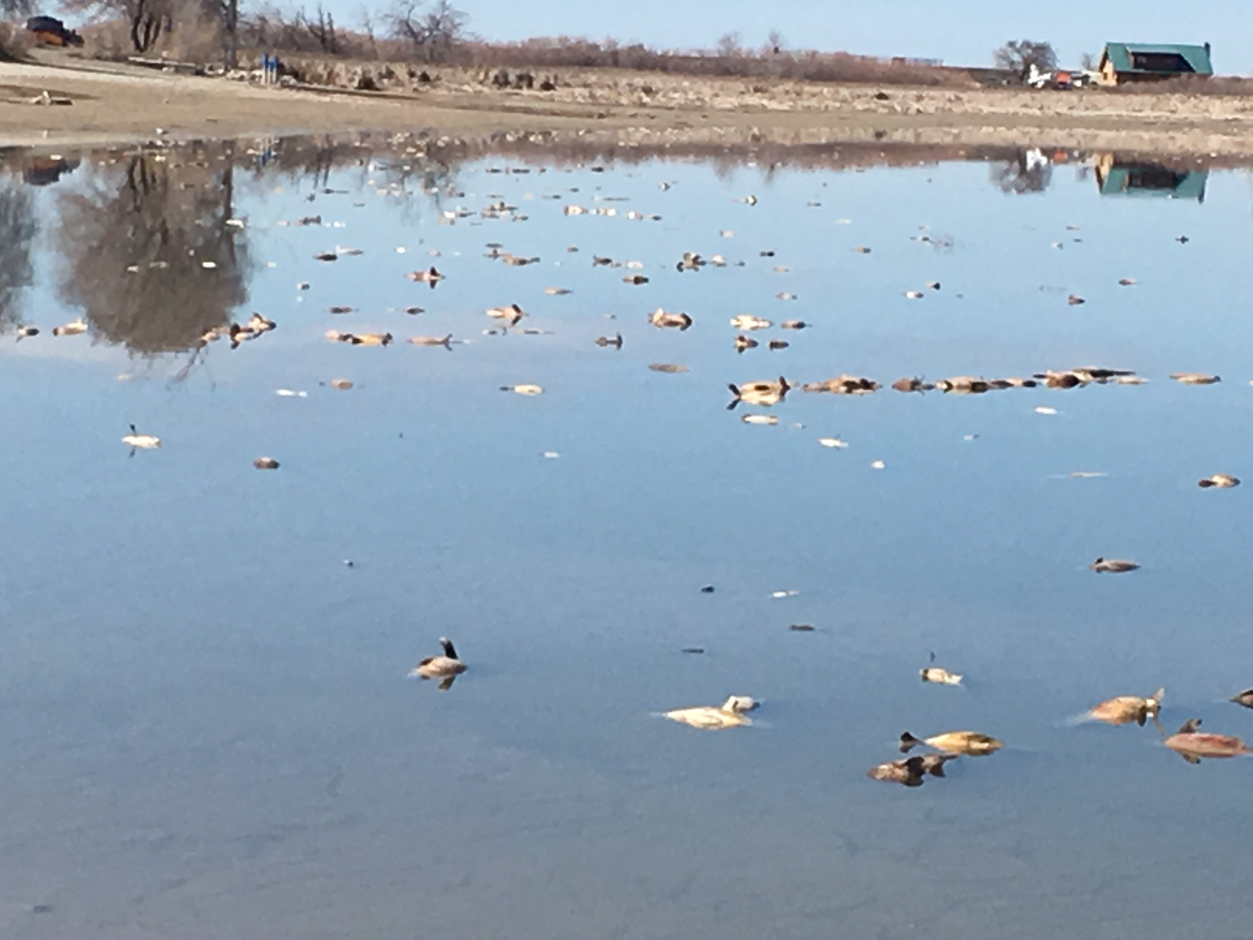 Wilson Lake Fish Kill