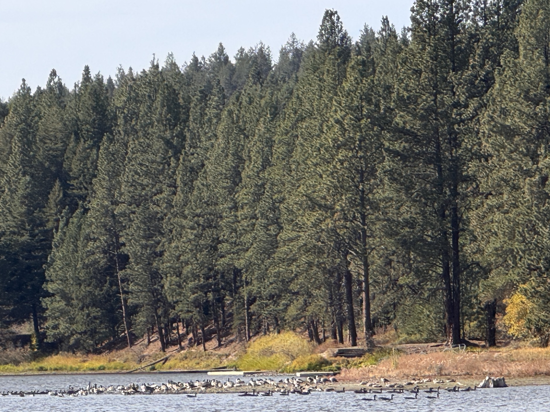 Winchester waterfowl
