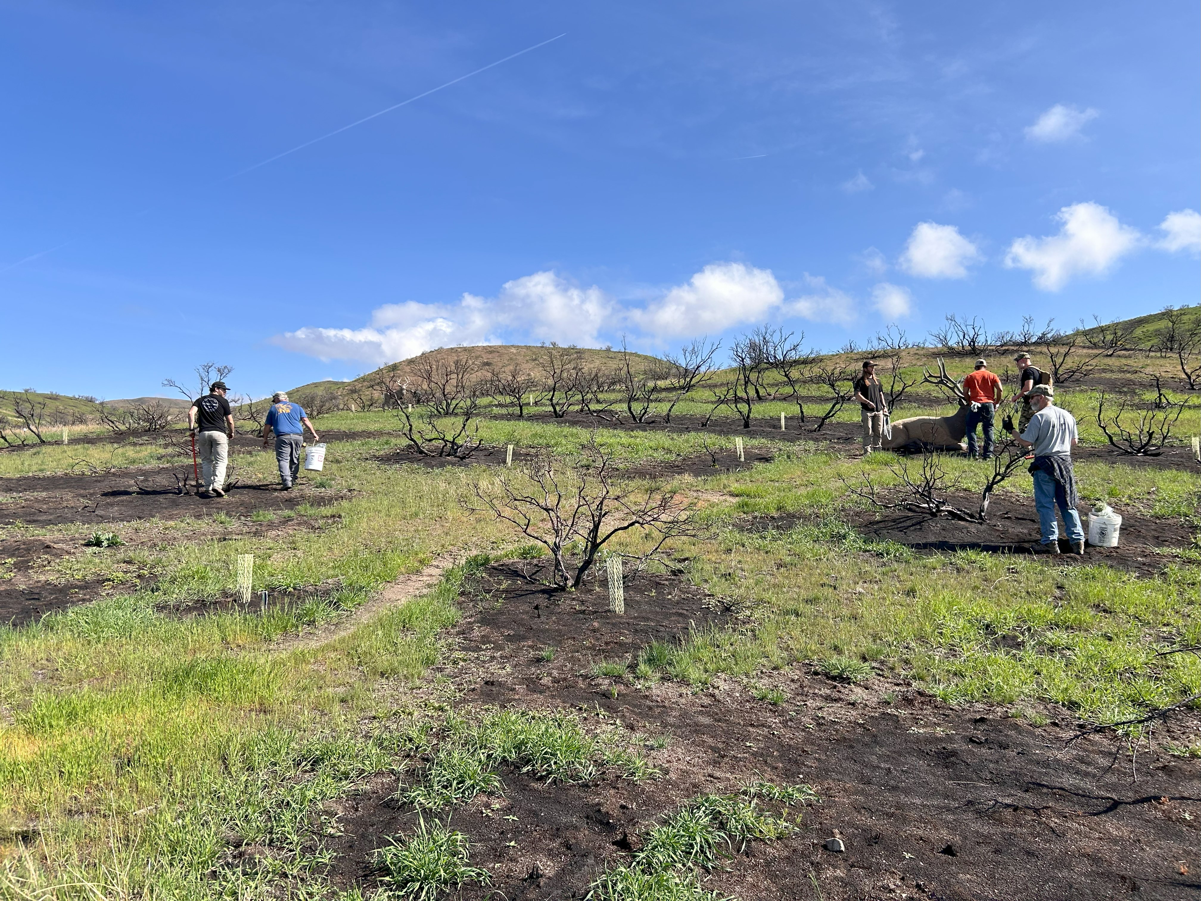 planting sagebrush seedlings at boise river wma
